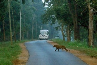 Wildlife safety