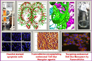 Molecular Immunology research